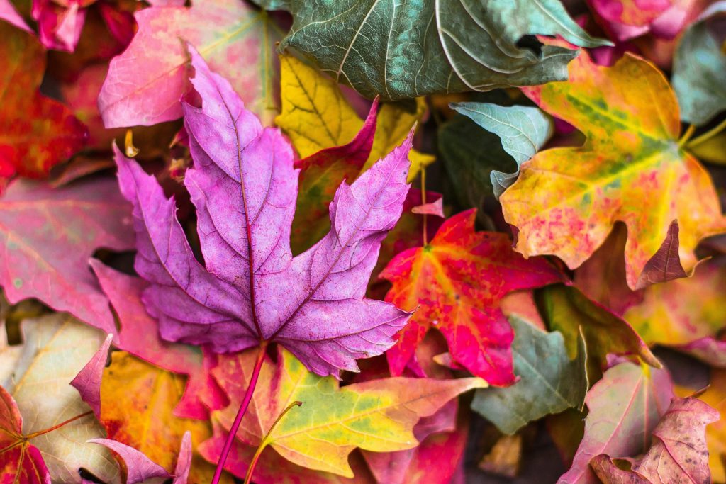 Fall leaves. Jeremy Thomas on Unsplash photo