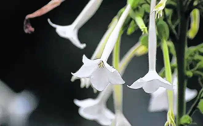 Nicotiana sylvestris. iStock photo