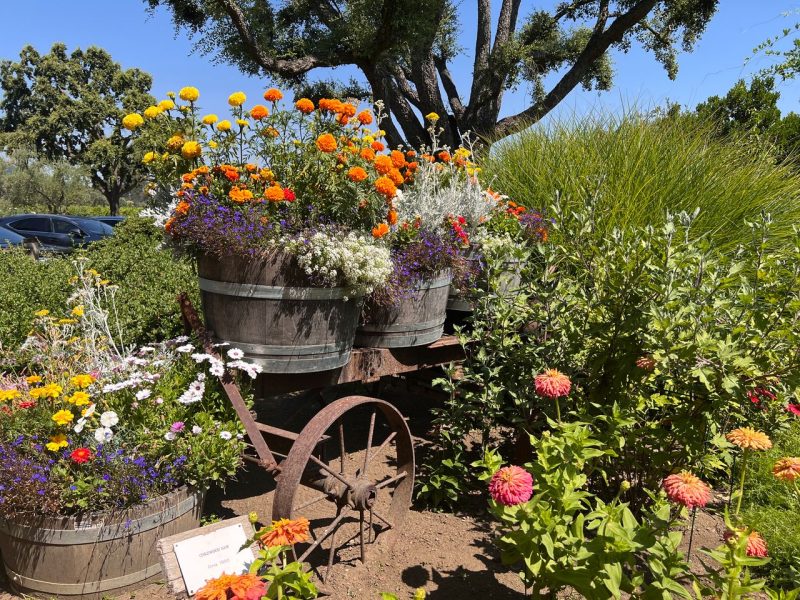 Flowers bloom at the entrance to the garden at Trefethen Family Vineyards in Napa. Cynthia Kerson photo
