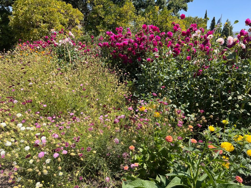 Flowers thrive in the garden at Napa's Trefethen Family Vineyards. Cynthia Kerson photo