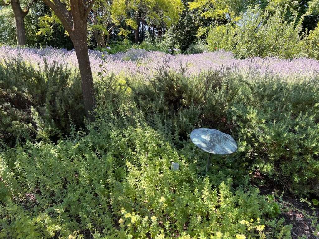 Oregano, rosemary and lavender are enticing plants that fill a section of the property at Trefethen Family Vineyards known as the olfactory garden. Cynthia Kerson photo