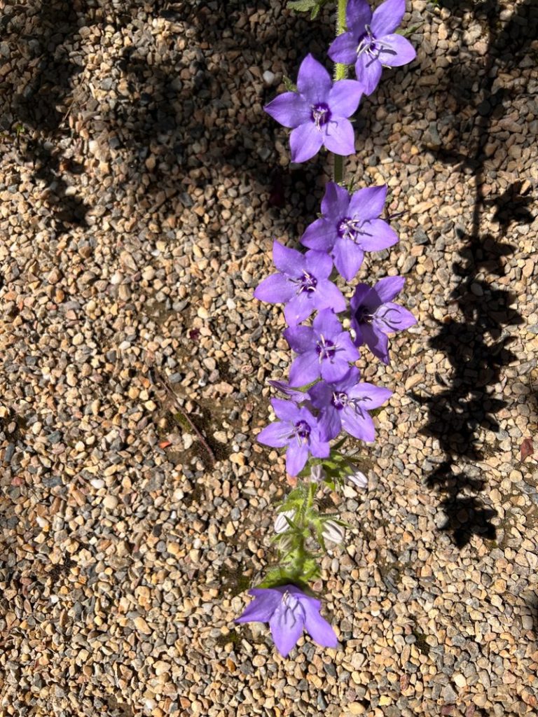 Bellflowers are blooming in October at Trefethen Family Vineyards. Cynthia Kerson photo