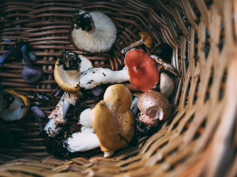 Wild mushrooms. Annie Spratt on Unsplash photo.