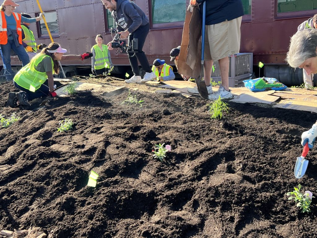 A pollinator-friendly garden has been planted at the downtown Calistoga Vine Trail entrance. Joanie Hahn photo