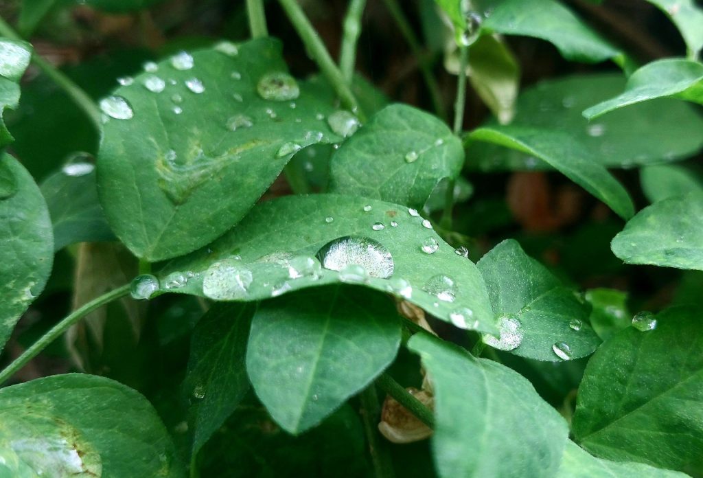 Anirban Chattaraj on Unsplash photo