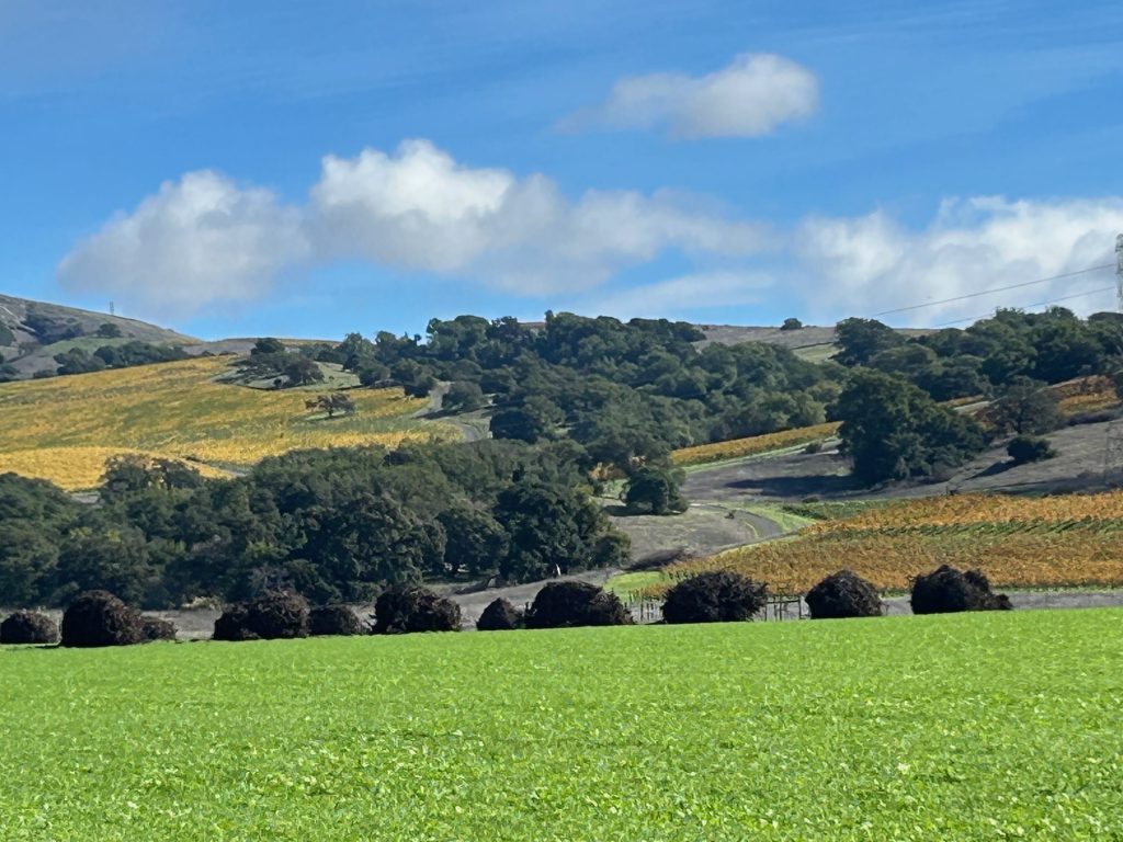 All wine regions in California have been affected by the downturn in the wine industry. About 7 percent of Napa County's vineyards were removed between October 2024 and August, according to data provided by the California Association of Winegrape Growers. Kerana Todorov photo