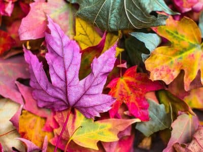 Fall Leaves Jeremy Thomas on Unsplash photo