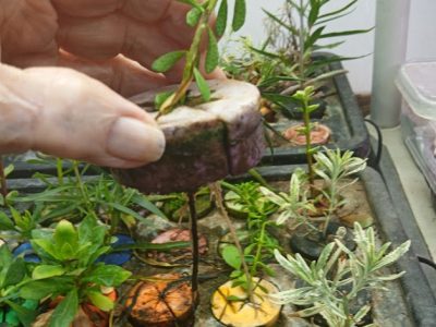 Plants propagated by the author. Penny Pawl photo