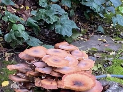 Honey mushrooms in the author's garden. Cindy Watter photo