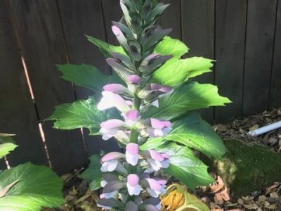 An acanthus blooms in Napa, California. Cindy Watter photo
