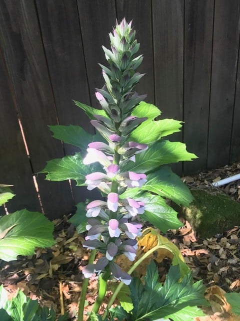 An acanthus blooms in Napa, California. Cindy Watter photo