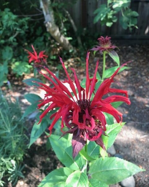Ruby red Jacob Kline Monarda was a pollinator that disappeared from the author's garden. Cindy Watter photo