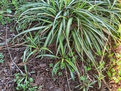 The spider plant (Chlorophytum comosum), is native to Africa. Penny Pawl photo
