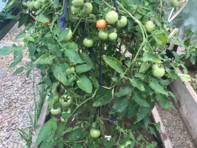 The UC Master Gardeners tomato sale is set for April 11 in Napa. Cindy Watter photo