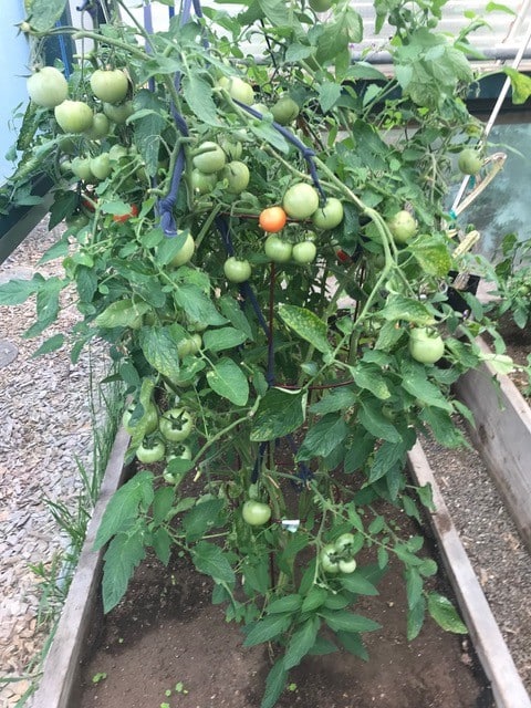 The UC Master Gardeners tomato sale is set for April 11 in Napa. Cindy Watter photo