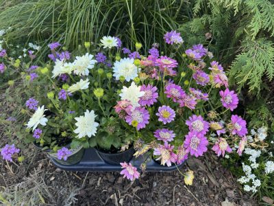 Lantana sellowiana (purple trailing lantana); white Osteospermum (African daisy) and on the right, lavender Osteospermum. Valerie Saribalis-Cole photo