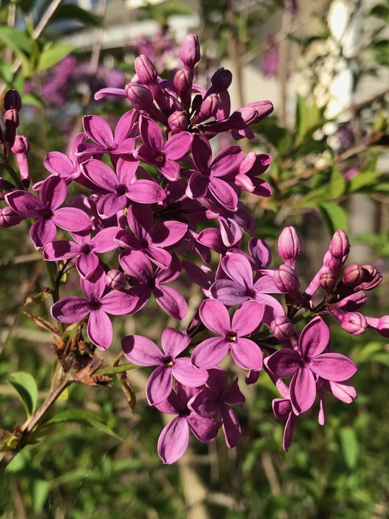 Lilacs bloom in Napa. Cindy Watter photo