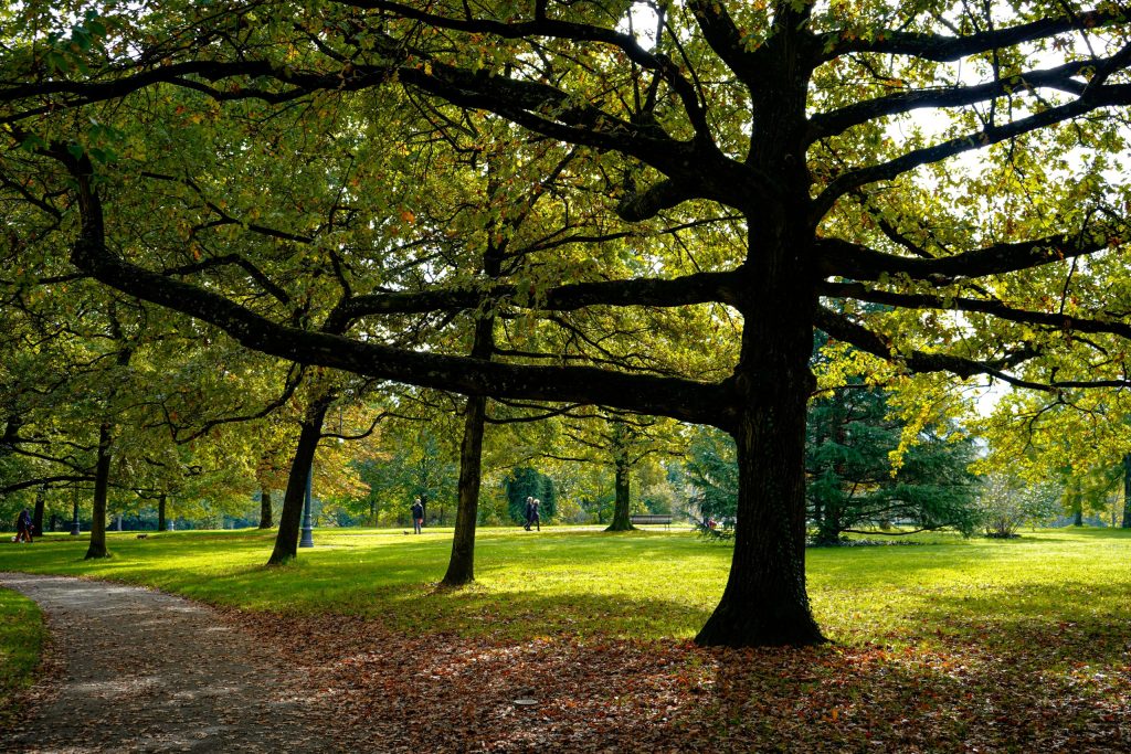 trees in a lawn