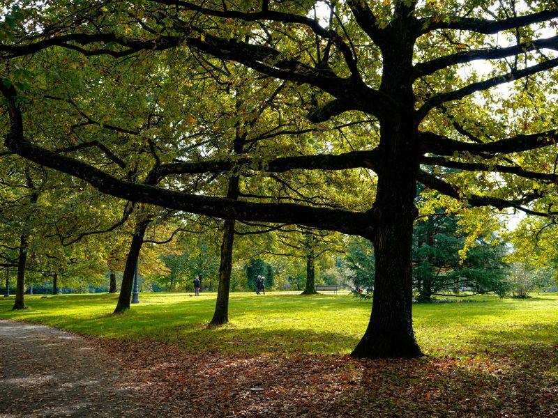 Meizhi Lang on Unsplash photo