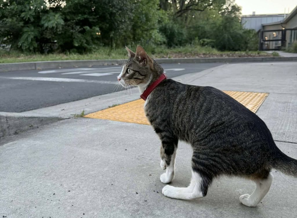Liam the Pool Cat was reported missing on April 8. Following a nearly weeklong police investigation, he was located on April 14 in San Carlos, 75 miles south of his Calistoga home. Melissa Rodriguez photo