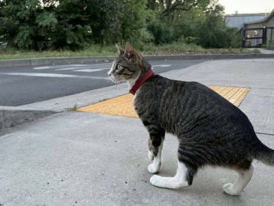 Liam the Pool Cat was reported missing on April 8. Following a nearly weeklong police investigation, he was located on April 14 in San Carlos, 75 miles south of his Calistoga home. Melissa Rodriguez photo