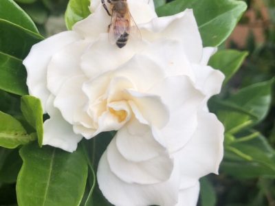 Gardenia blooms are a welcome resting place for bees. Lisa Adams Walter photo