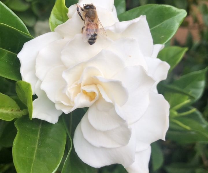 Gardenia blooms are a welcome resting place for bees. Lisa Adams Walter photo